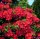 Rhododendron luteum Feuerwerk  - Azalee