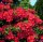Rhododendron luteum Feuerwerk  - Azalee