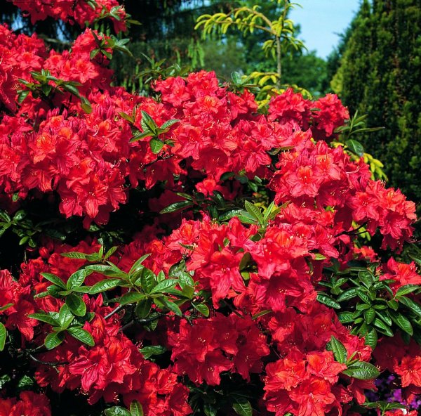 Rhododendron luteum Feuerwerk  - Azalee 40-50 cm, im 5 Liter Container