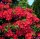Rhododendron luteum Feuerwerk  - Azalee 40-50 cm, im 5 Liter Container
