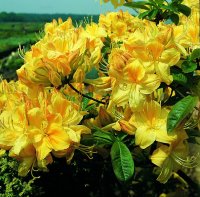 Rhododendron luteum Golden Sunset  - Azalee