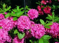 Rhododendron luteum Homebush  - Azalee 30-40 cm, im 5...