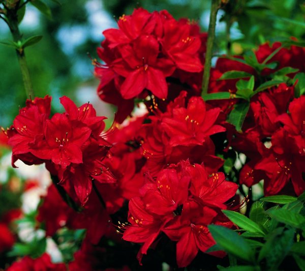 Rhododendron luteum Nabucco  - Azalee