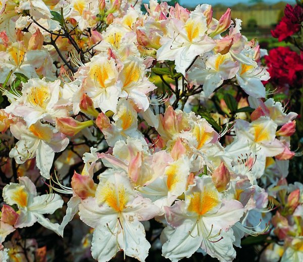 Rhododendron luteum Schneegold  - Azalee