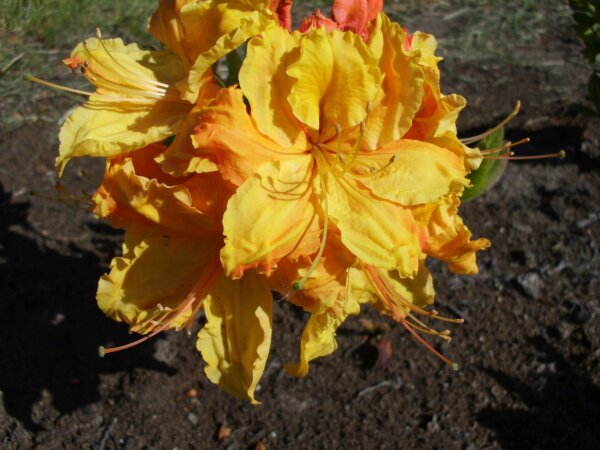 Rhododendron luteum Sunte Nectarine  - Azalee 30-40 cm, im 5 Liter Container