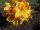 Rhododendron luteum Sunte Nectarine  - Azalee 30-40 cm, im 5 Liter Container
