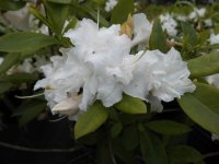 Rhododendron luteum Whitethroat - Azalee