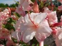 Rhododendron luteum Corneille - Azalee