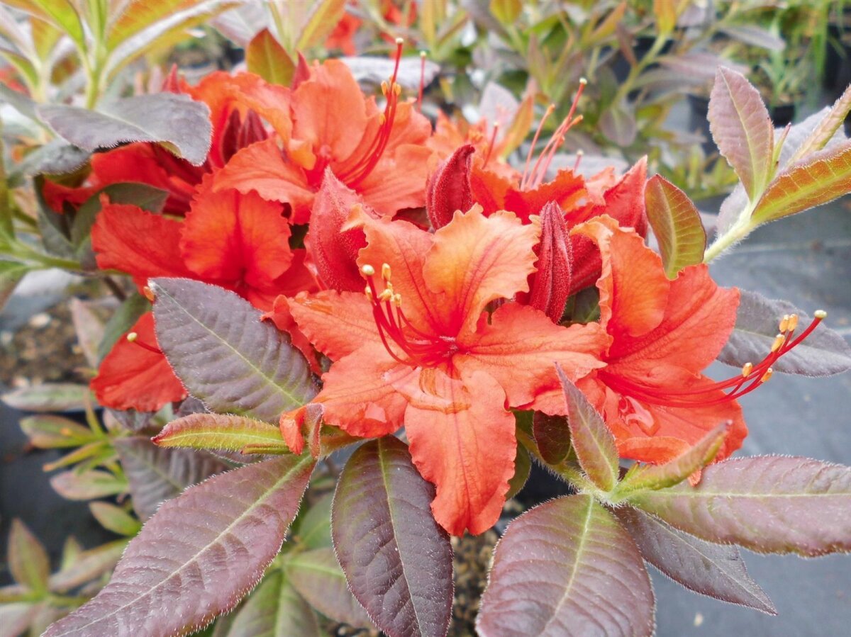 Rhododendron luteum 'Dorothy Carsten' - Azalee, 32,95