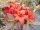 Azalee Dorothy Carsten - Rhododendron luteum