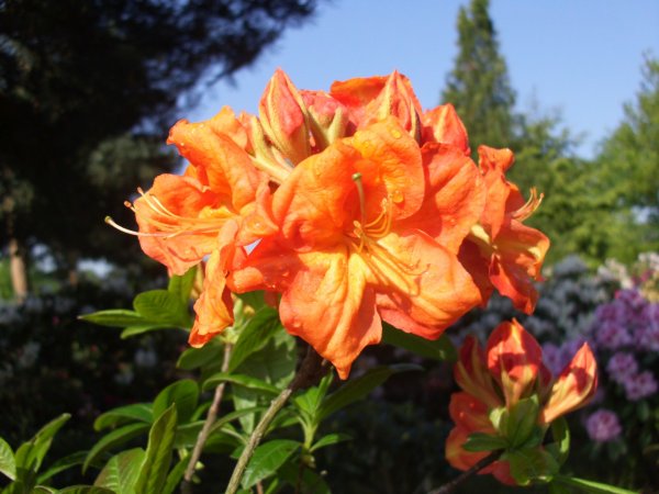 Rhododendron luteum Goldköpfchen - Azalee