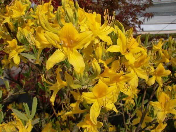 Rhododendron luteum - Azalee Europäische Wildart 50-60 cm, im 7,5 Liter Container