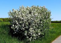 Wildapfel - Malus sylvestris 70-90 cm, leichter Strauch,...