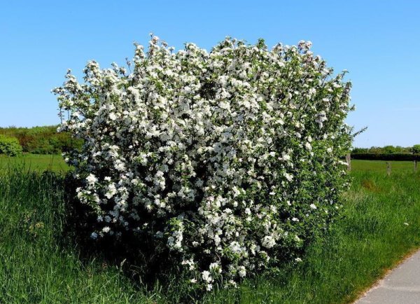 Wildapfel - Malus sylvestris 60-100 cm, verpflanzter Strauch ab 3 Triebe, wurzelnackt