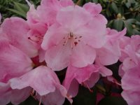 Rhododendron williamsianum Andrea® INKARHO