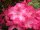 Rhododendron williamsianum Vater B&ouml;hlje&reg; INKARHO