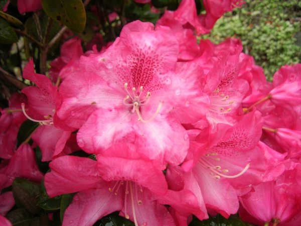 Rhododendron williamsianum Vater Böhlje® INKARHO 25-30 cm, im 4 Liter Container