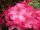 Rhododendron williamsianum Vater Böhlje® INKARHO 25-30 cm, im 4 Liter Container