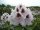 Rhododendron Calsap® INKARHO 30-40 cm, im 4 Liter Container