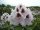 Rhododendron Calsap® INKARHO 30-40 cm, im 4 Liter Container