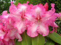 Rhododendron Charis® INKARHO 30-40 cm, im 4 Liter...
