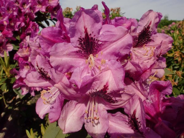 Rhododendron Chistiane Herzog® INKARHO