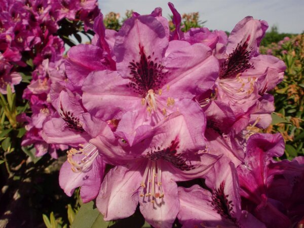 Rhododendron Chistiane Herzog® INKARHO 30-40 cm, im 4 Liter Container