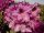 Rhododendron Chistiane Herzog® INKARHO 30-40 cm, im 4 Liter Container
