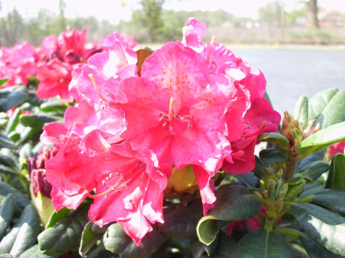 Rhododendron 'Diana Hemel' INKARHO, 38,95