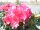 Rhododendron Diana Hemel&reg; INKARHO