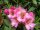 Rhododendron Duke of York® INKARHO