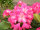 Rhododendron Eruption&reg; INKARHO