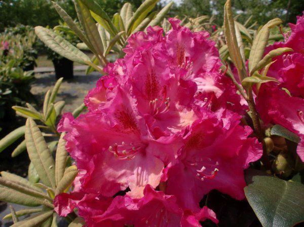Rhododendron Fidelius&reg; INKARHO