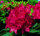 Rhododendron Hachmanns Feuerschein&reg; INKARHO