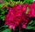 Rhododendron Hachmanns Feuerschein® INKARHO