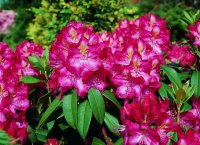 Rhododendron Junifeuer® INKARHO