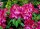 Rhododendron Junifeuer&reg; INKARHO