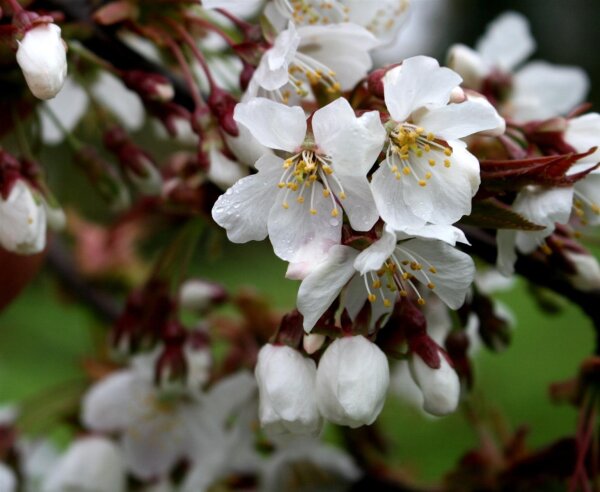 Vogelkirsche - Prunus avium 80-120 cm, 2 jährig verschulter Sämling, wurzelnackt