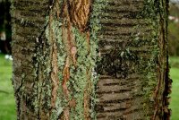 Vogelkirsche - Prunus avium 80-120 cm, 2 jährig verschulter Sämling, wurzelnackt