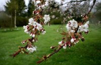 Vogelkirsche - Prunus avium 80-120 cm, 2 jährig verschulter Sämling, wurzelnackt