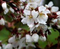 Vogelkirsche - Prunus avium 80-100 cm, leichter Heister,...