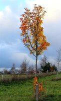 Wildbirne - Pyrus communis 50-80 cm, 3-ährig verschulter Sämling, wurzelnackt