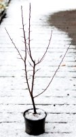 Wildbirne - Pyrus communis  60-100 cm, im 3-Liter Container