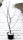 Wildbirne - Pyrus communis  60-100 cm, im 3-Liter Container