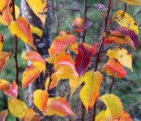 Pyrus communis - Wildbirne Hochstamm, Stammumfang 10-12...