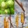 Waldhasel - Corylus avellana 70-90 cm, leichter Strauch, ab 2 Triebe, wurzelnackt