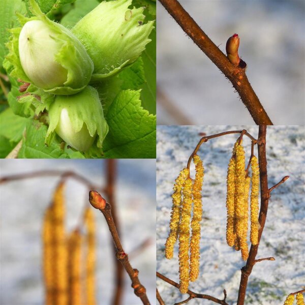 Waldhasel - Corylus avellana 60-100 cm, Strauch  im 3-Liter Container