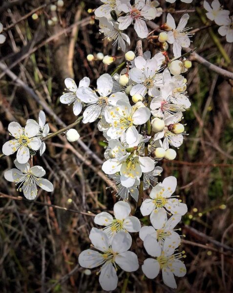 Felsenkirsche - Steinweichsel - Prunus mahaleb 60-100 cm, verpflanzter Strauch ab 3 Triebe, wurzelnackt