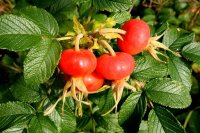 Kartoffelrose - Rosa rugosa 40-60 cm, Strauch im 3 Liter...