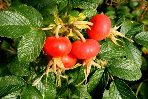 Kartoffelrose - Rosa rugosa 60-100 cm, verpflanzte Sträucher, ab 3 Triebe, wurzelnackt